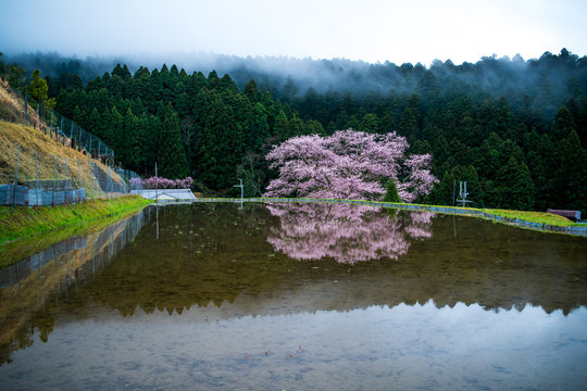 morokino cherry blossom,uda city,nara,japan