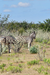 Fototapeta na wymiar Zebras in Etosha, Namibia