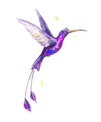 Fototapeta premium hummingbird watercolor