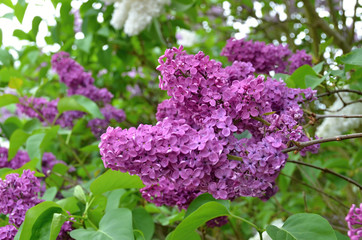 Syringa vulgaris springtime flowering plant - flower detail
