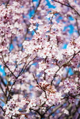 Blossoming flowers tree in park at early spring seson