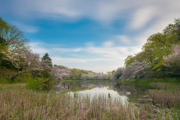 Crédence de cuisine en verre imprimé Fleur de cerisier 池の水に映える桜の花