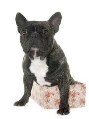 brown french bulldog