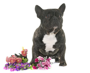 brown french bulldog