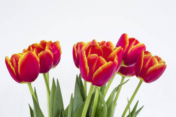 Tulips with isolated background