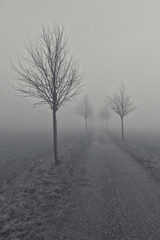 Trees in the Fog