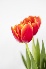 Fototapeta premium Blurred tulip with isolated background