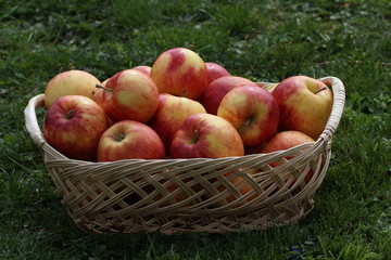 Basket with apples