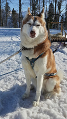 Собака хаски в упряжке сидит на снегу