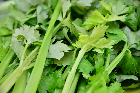 Celery plants vitamin raw food