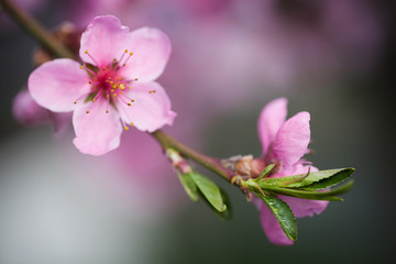 Obraz premium peach tree macro flower shoot