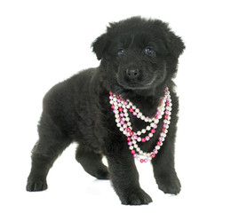 ancient type german shepherd