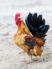 The bantam look for something feed