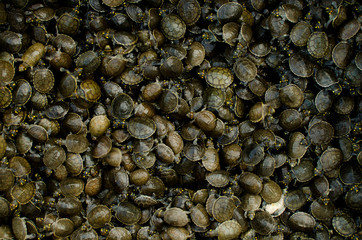 thousands of turtles