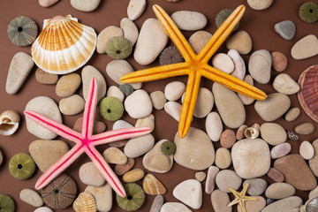  shells and starfishes