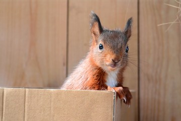 junges Eichhörnchen © mfotohaus