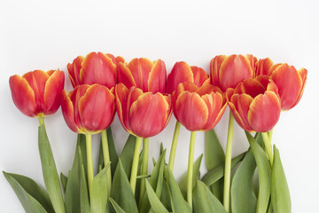 Tulips with isolated background