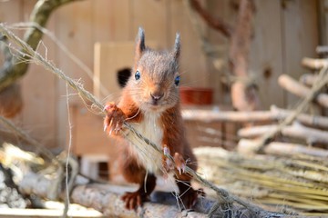 junges Eichhörnchen © mfotohaus