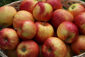 Basket with apples
