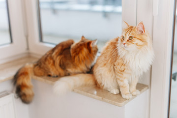 Two ginger cats sitting and lying next to the window.