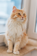 Ginger big cat sitting next to the window and looking around.