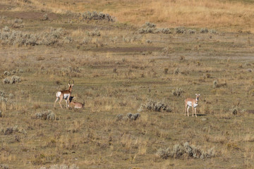 Fototapeta na wymiar Pronghorn Antelope buck and Does in Rut