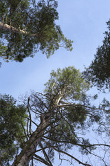 Trees on the background of blue sky. High pines in the forest of Russia and bright blue sky. 