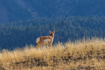 Pronghorn Antelope Buck