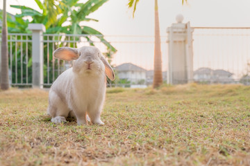 white rabbit in grass, morning light