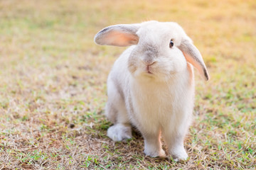 white rabbit in grass, morning light