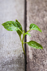 sprout sprouting across the wooden floor