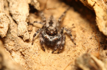 Jump spider in garden