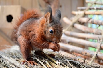 Eichhörnchen frisst eine Nuss © mfotohaus