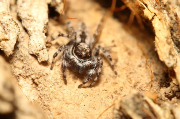 Jump spider in garden