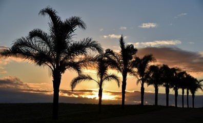 Fototapeta na wymiar Rural Landscape with Palm Trees at sunrise
