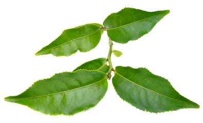 Obraz premium Tea leaves on white background