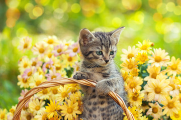 Little kitten in the garden with flowers on background © vvvita