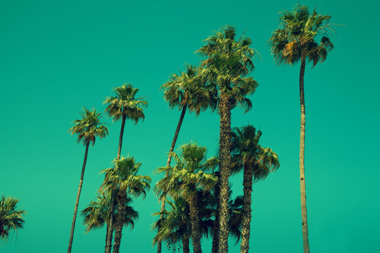 Tall palm trees against sky, green toned