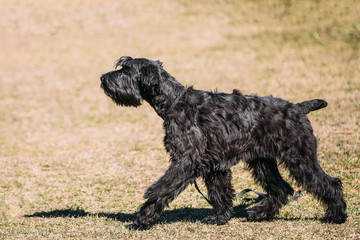 Black Giant Schnauzer or Riesenschnauzer dog outdoor