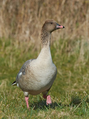 Pink-footed goose (Anser brachyrhynchus)