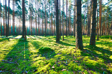 Sunrise in pine forest