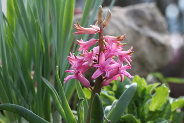 Hyacinths
