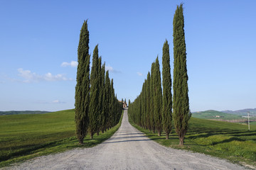 cipressi in val d'orcia
