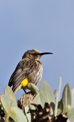 Close up of little Bird resting on Protea flower