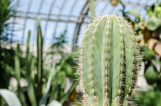 Stenocereus Cactus In A Greenhouse.