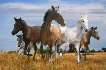 Obraz premium free herd of horses galloping across the steppe