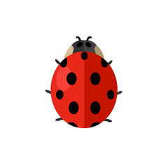 Insect Ladybird Isolated on White Background