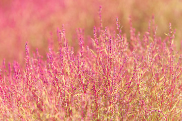 Close - up kochias hill in autumn season at Hitachi seaside park , Ibaraki prefecture , Japan