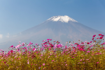 Field of cosmos flowers and Mountain Fuji in autumn season at Yamanakako Hanano Miyako Koen