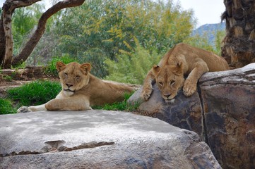 Lounging Lions
